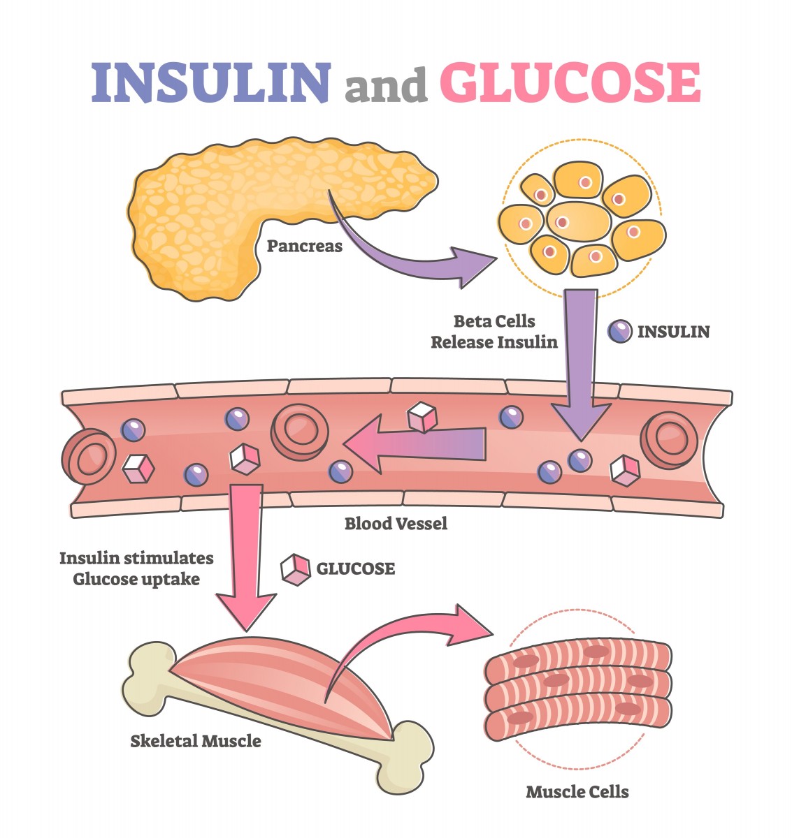 L-Isoleucina: Il Regolatore Silenzioso della Glicemia e dell'Energia
